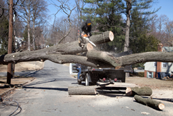 Appropriate Measures to Protected Tree Removal Explained in Most current Article from Precision Tree Services