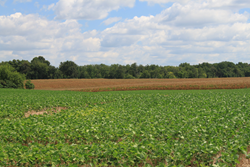 Multi-tract Auction to Provide Kentucky Cropland to the Public