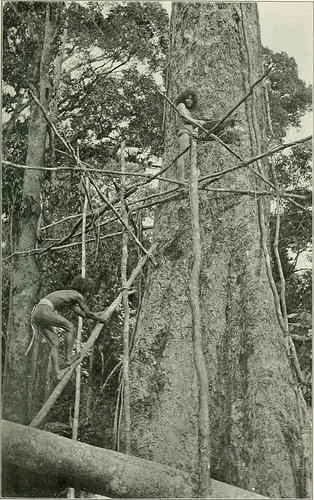 Image from web page 180 of “Jungle trails and jungle folks : travel, adventure and abservation in the Far East” (1905)